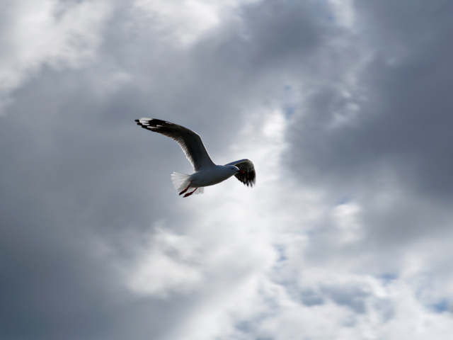 Seagull In Sky wallpaper 640x480