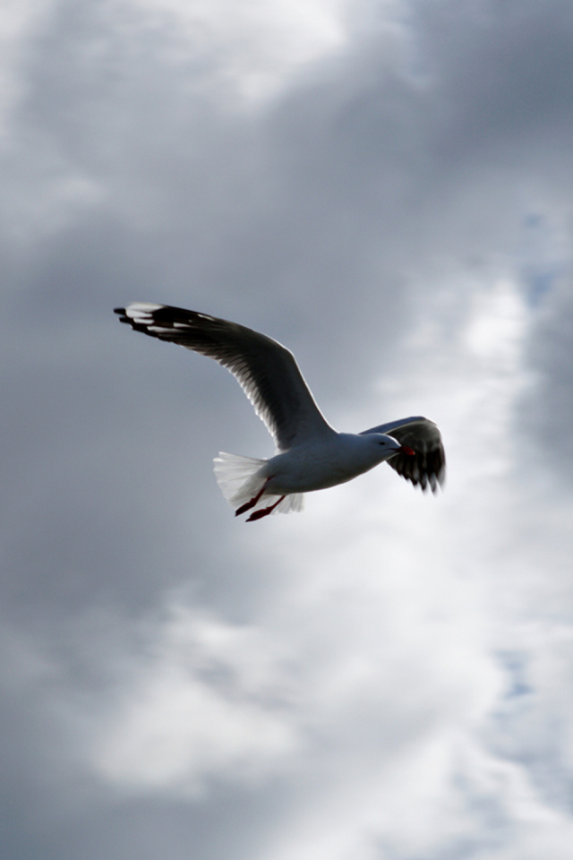 Seagull In Sky wallpaper 640x960