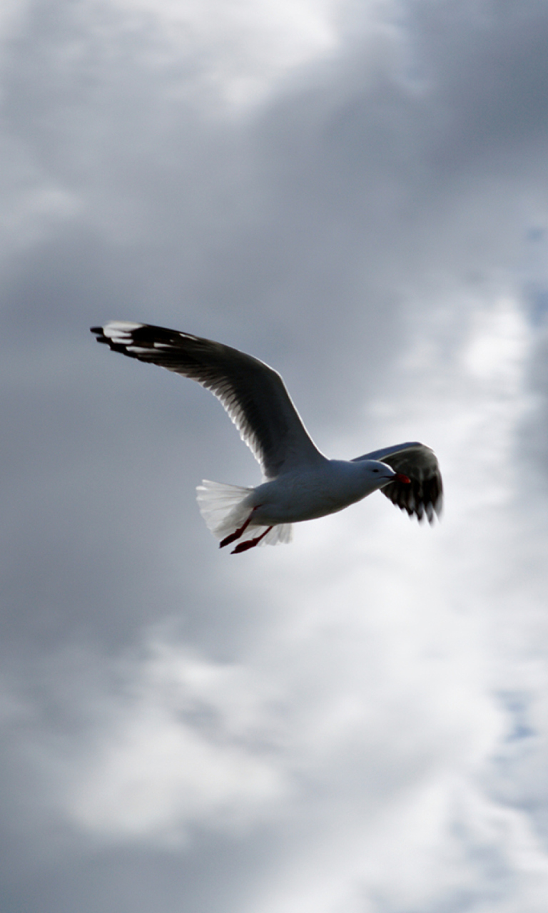 Seagull In Sky wallpaper 768x1280