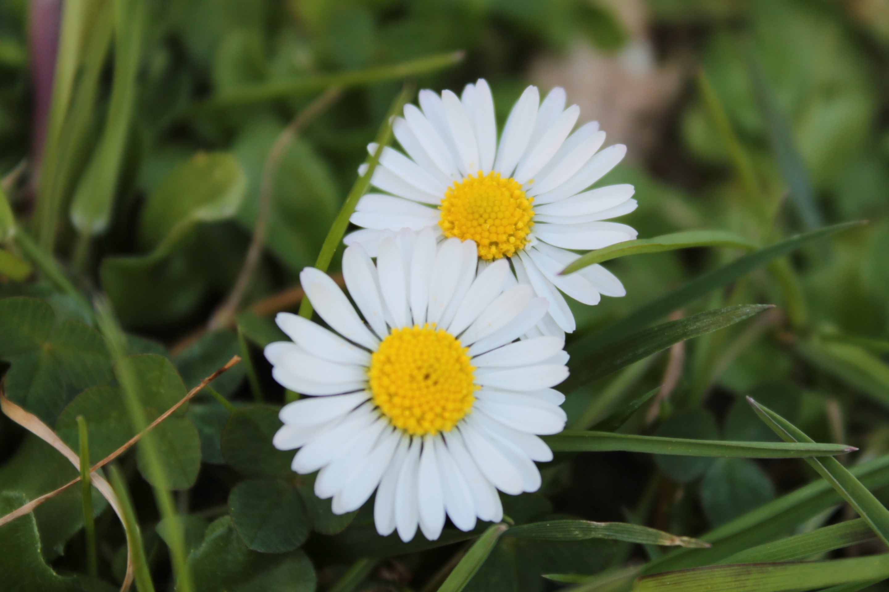 Two Daisies wallpaper 2880x1920