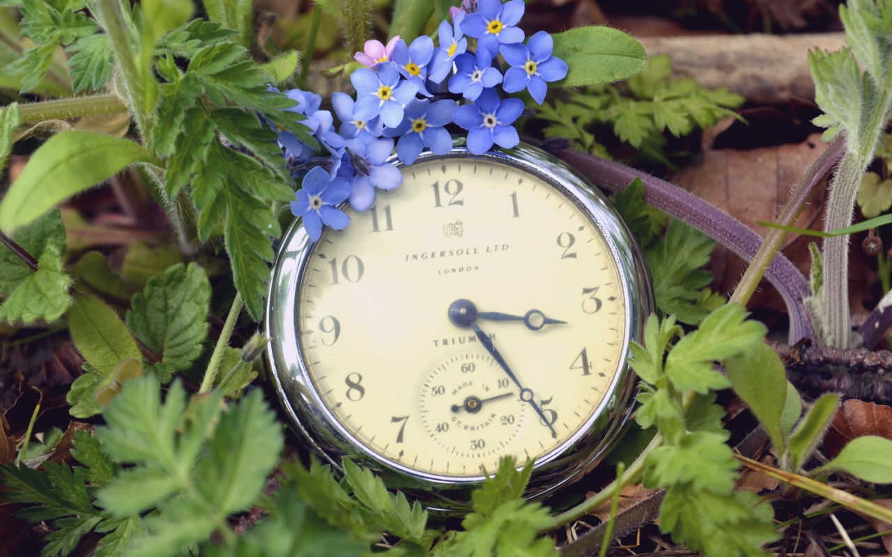 Обои Vintage Watch And Little Blue Flowers 1280x800