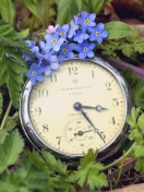 Vintage Watch And Little Blue Flowers wallpaper 132x176