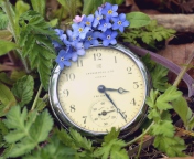 Vintage Watch And Little Blue Flowers wallpaper 176x144