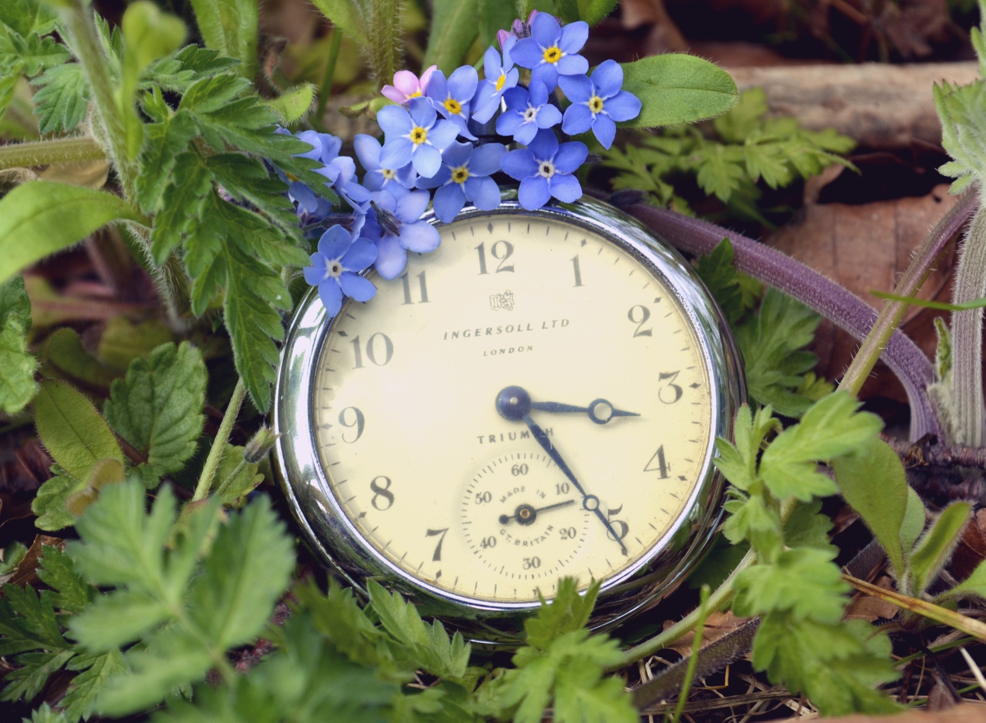 Sfondi Vintage Watch And Little Blue Flowers 1920x1408