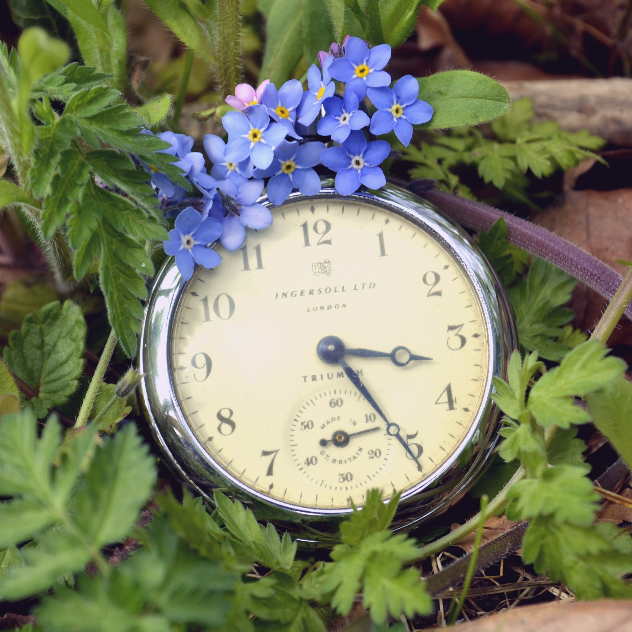 Fondo de pantalla Vintage Watch And Little Blue Flowers 2048x2048