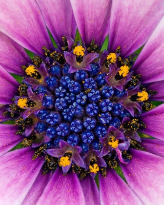 Purple & Blue Flower Close Up - Obrázkek zdarma pro Nokia X1-01