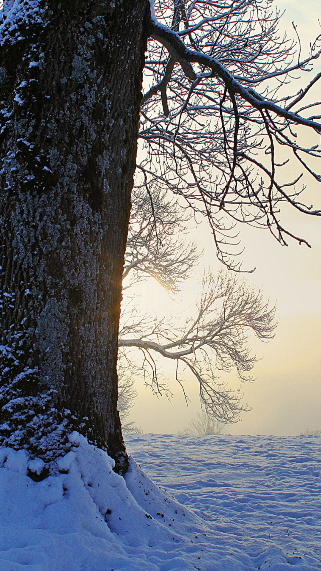 Das Winter frosty evening in January Wallpaper 1080x1920