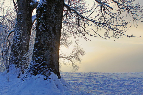 Screenshot №1 pro téma Winter frosty evening in January 480x320