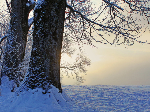 Fondo de pantalla Winter frosty evening in January 640x480