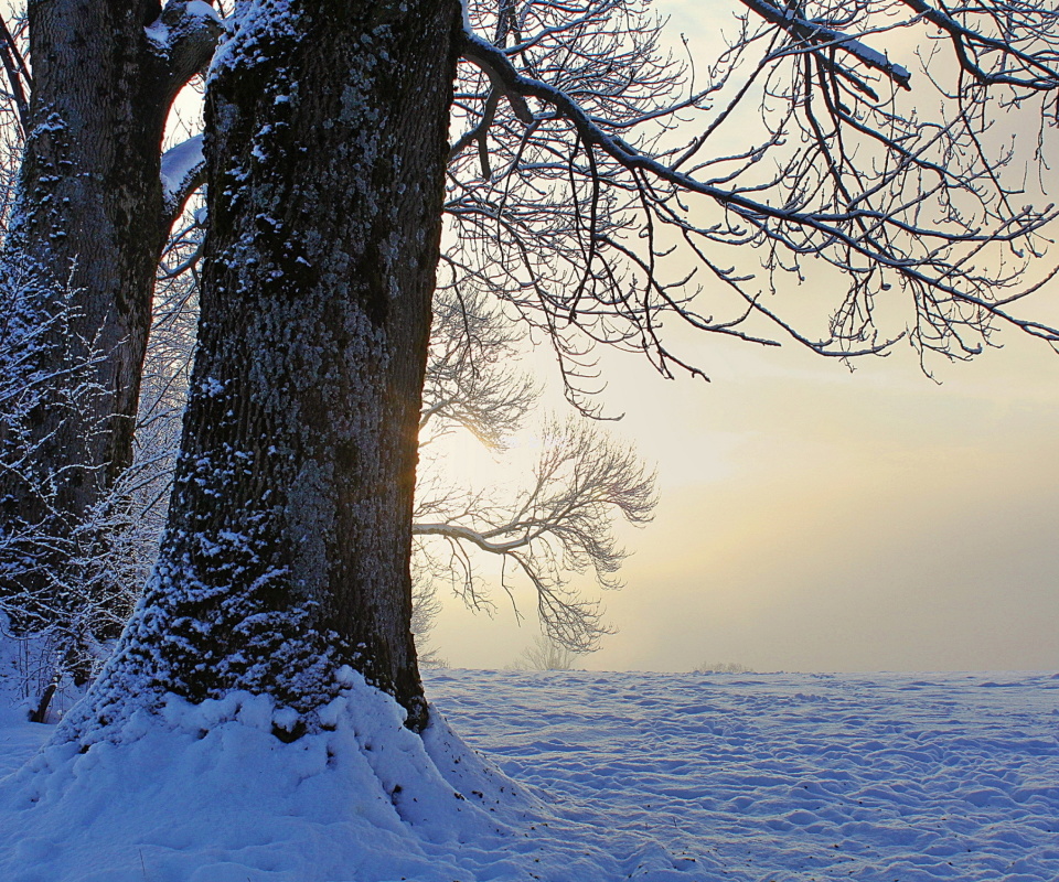 Winter frosty evening in January screenshot #1 960x800