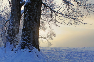 Winter frosty evening in January Background for Android, iPhone and iPad