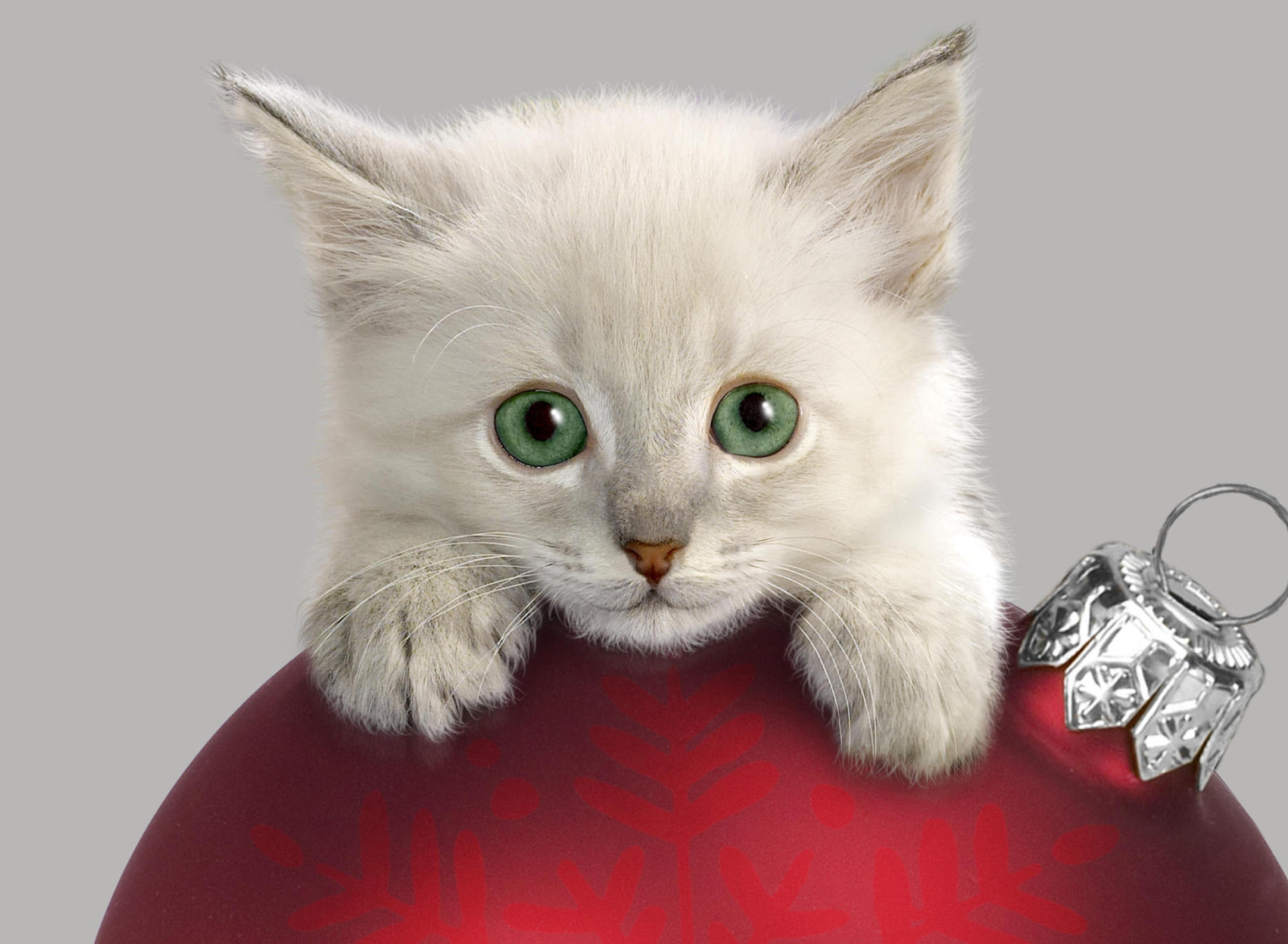 Screenshot №1 pro téma Christmas Kitten 1920x1408