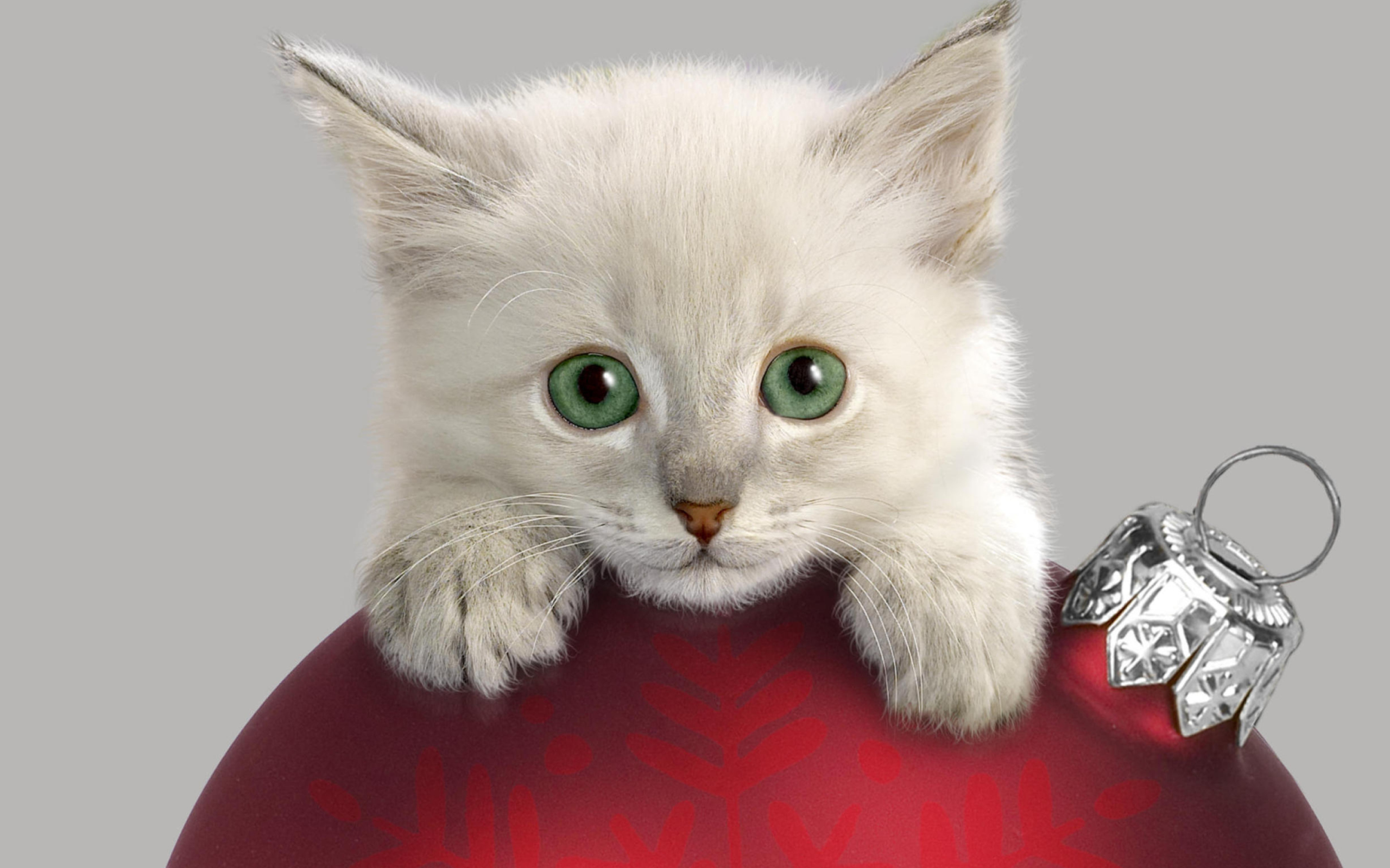 Christmas Kitten wallpaper 2560x1600