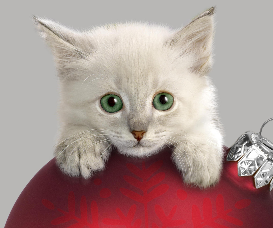Das Christmas Kitten Wallpaper 960x800