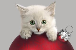 Christmas Kitten - Obrázkek zdarma pro 1600x1280