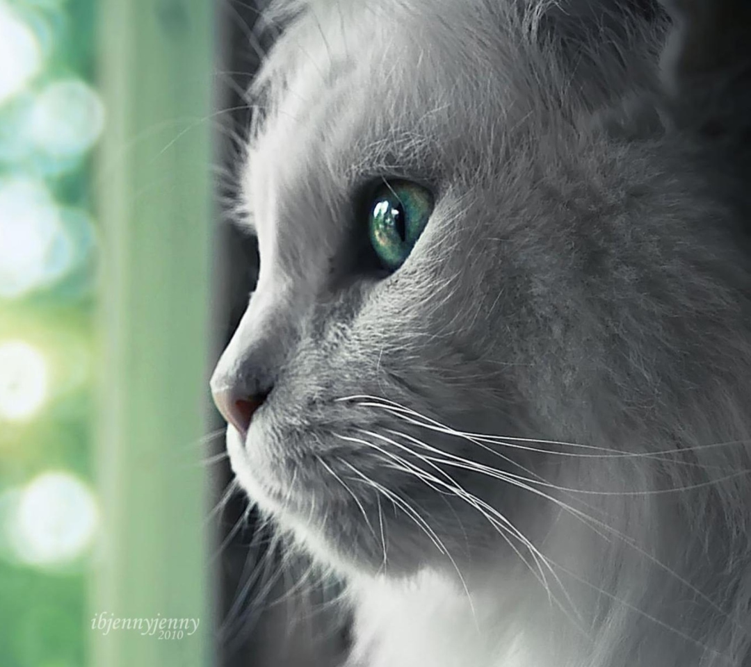 Fondo de pantalla White Cat Close Up 1080x960
