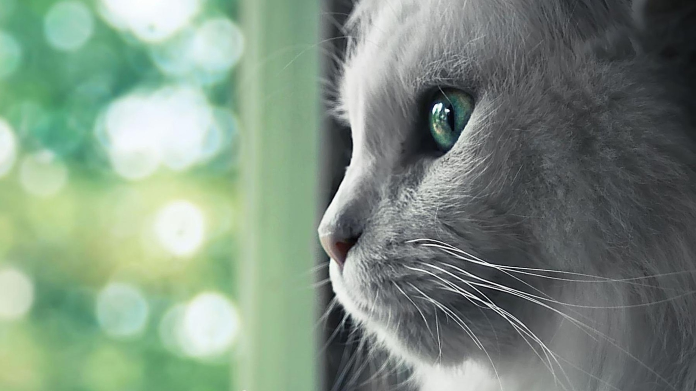 White Cat Close Up screenshot #1 1366x768