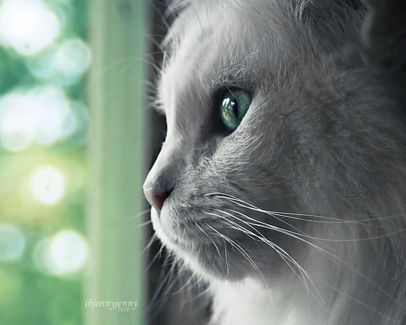 White Cat Close Up wallpaper 1600x1280