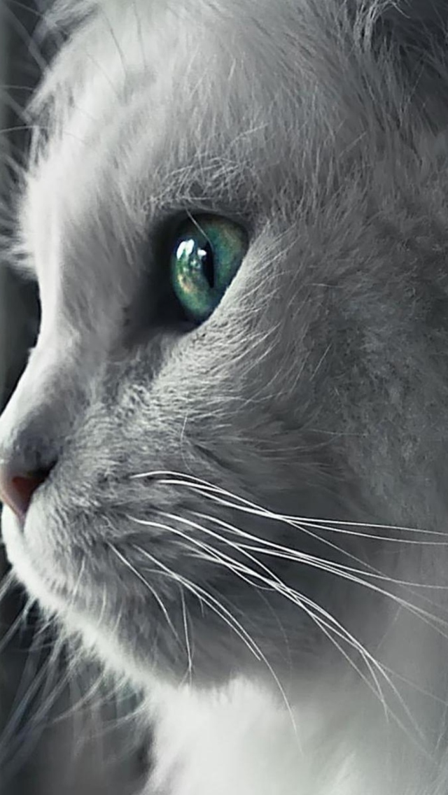 Screenshot №1 pro téma White Cat Close Up 640x1136