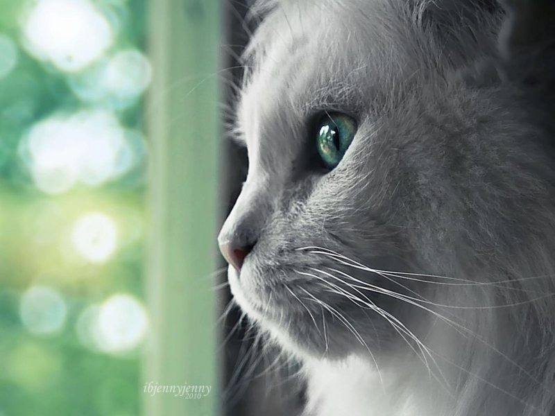 Fondo de pantalla White Cat Close Up 800x600