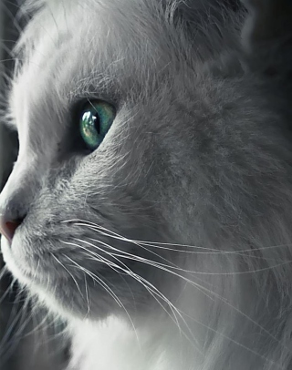 White Cat Close Up - Obrázkek zdarma pro 480x800