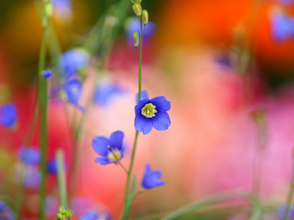 Screenshot №1 pro téma Blurred flowers 1024x768