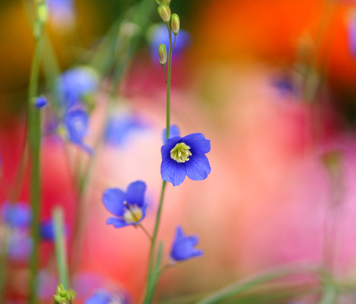 Screenshot №1 pro téma Blurred flowers 1200x1024