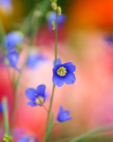 Fondo de pantalla Blurred flowers 128x160