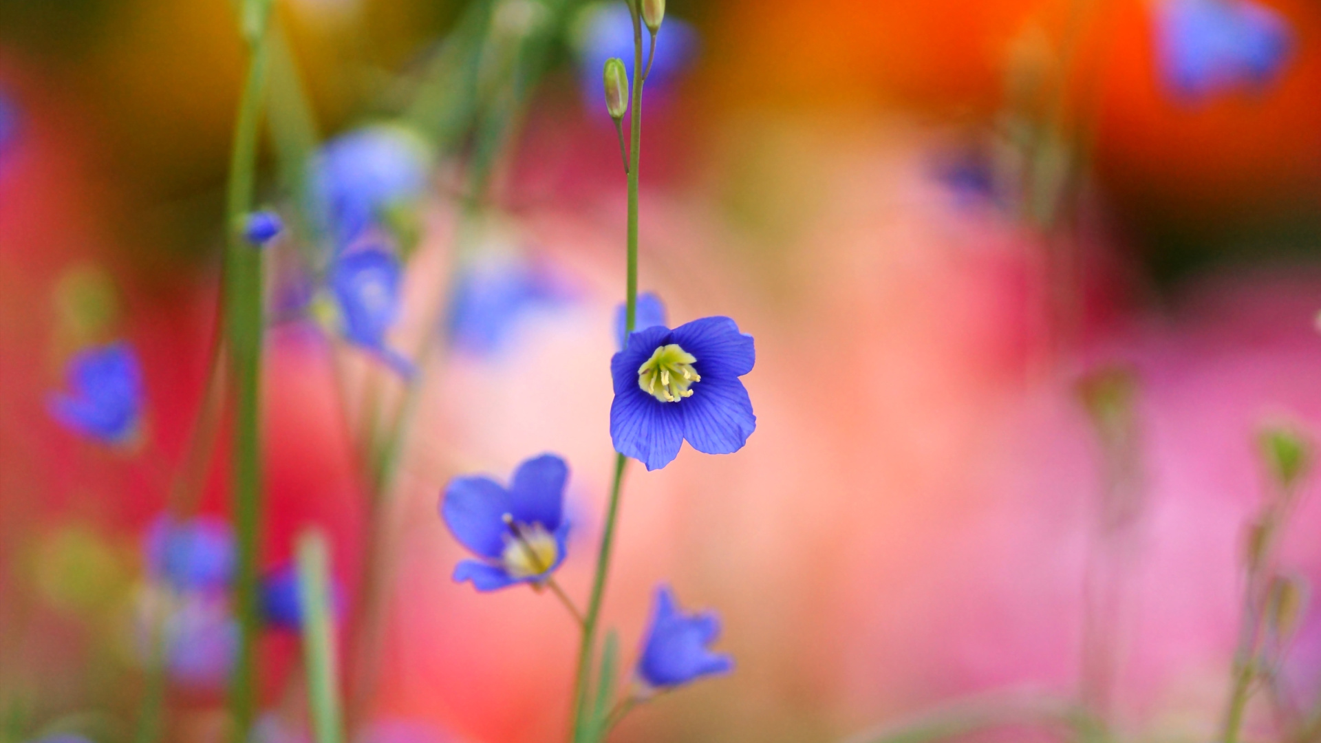 Screenshot №1 pro téma Blurred flowers 1920x1080
