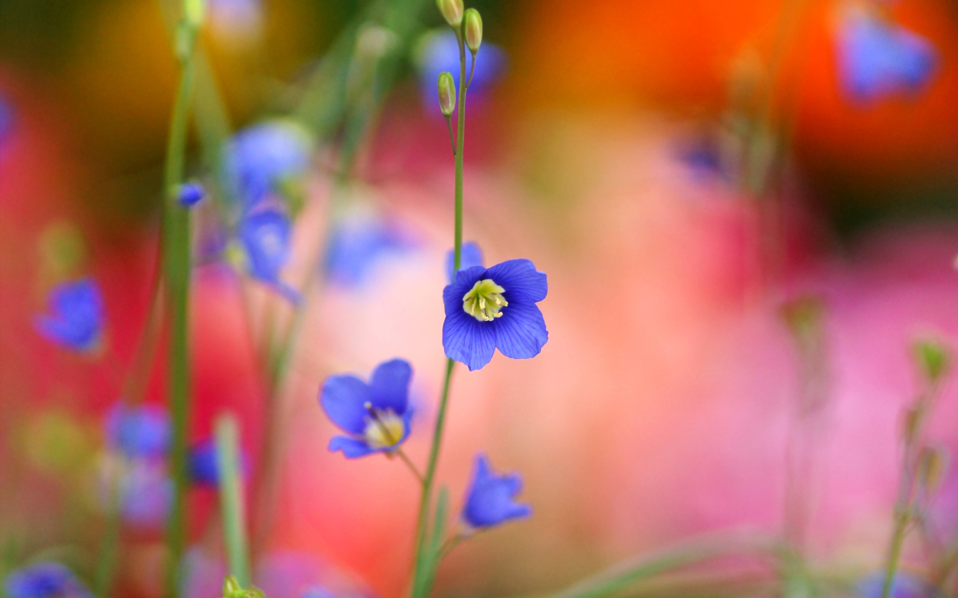 Fondo de pantalla Blurred flowers 1920x1200