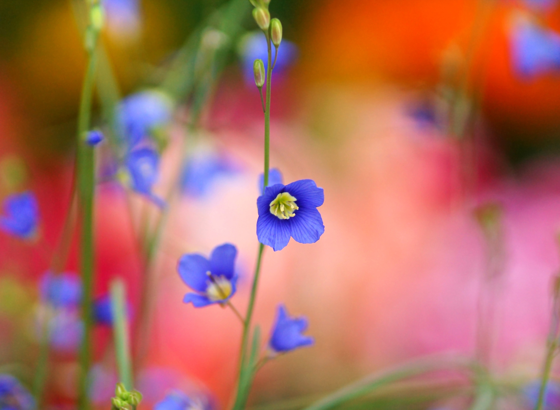 Screenshot №1 pro téma Blurred flowers 1920x1408