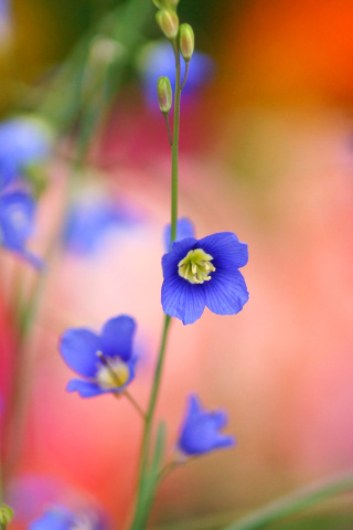 Screenshot №1 pro téma Blurred flowers 320x480