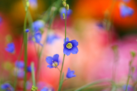 Screenshot №1 pro téma Blurred flowers 480x320