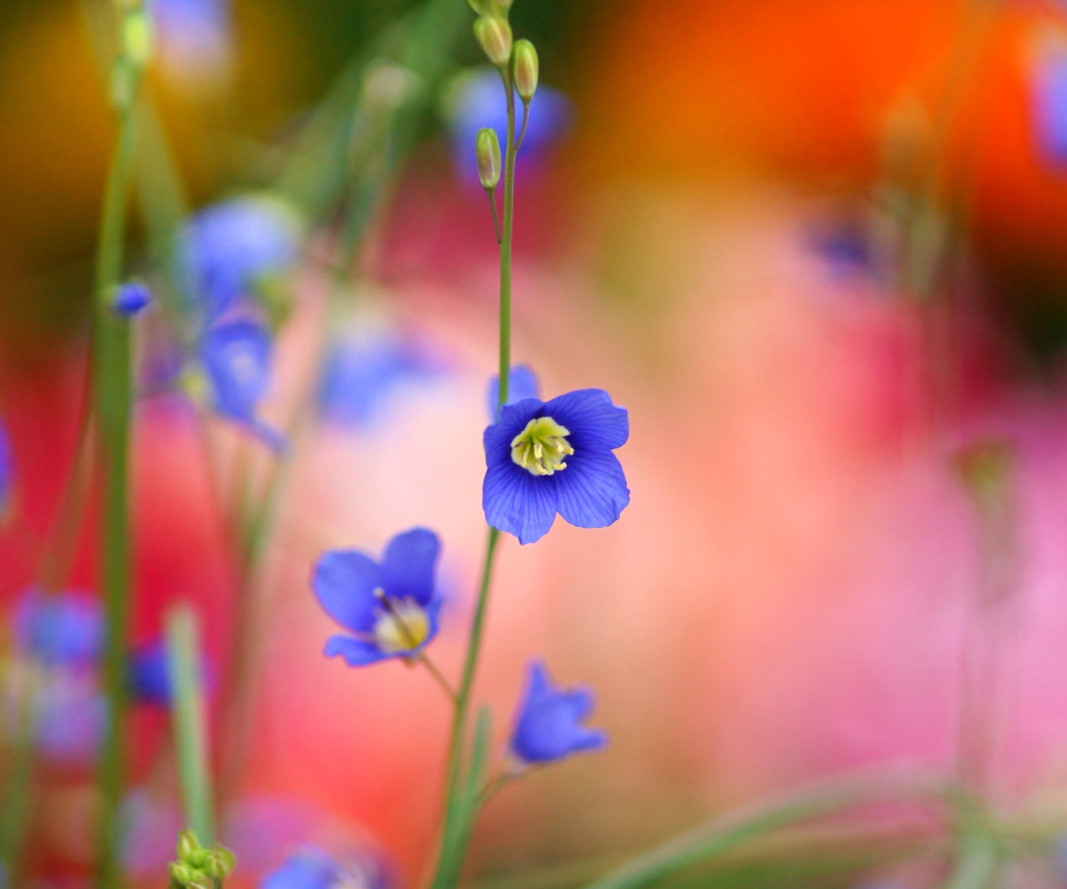 Das Blurred flowers Wallpaper 960x800