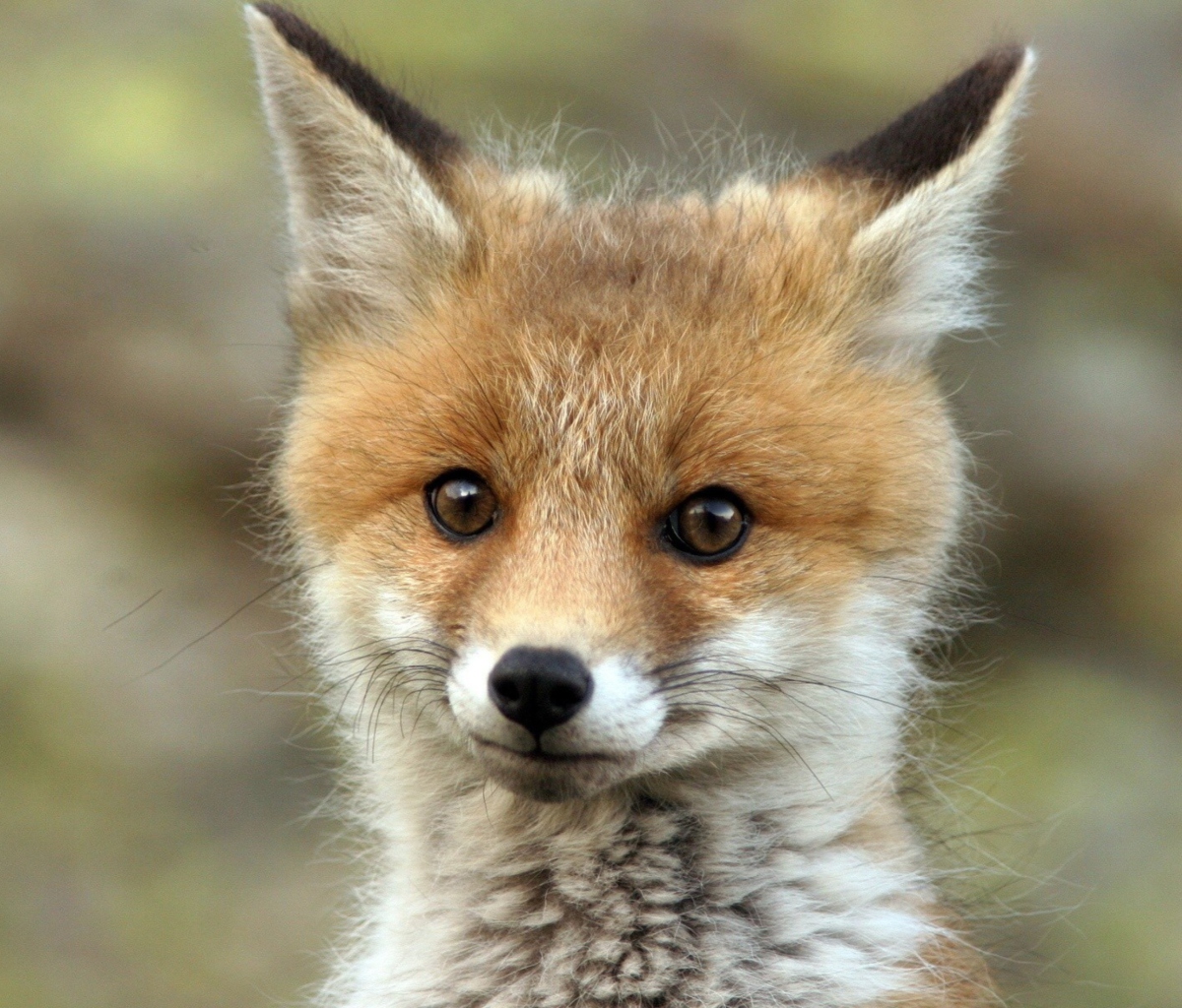 Sfondi Cute Baby Fox 1200x1024