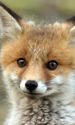 Screenshot №1 pro téma Cute Baby Fox 240x400