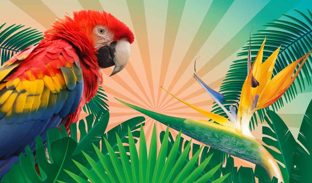 Fondo de pantalla Parrot Macaw Illustration 1024x600