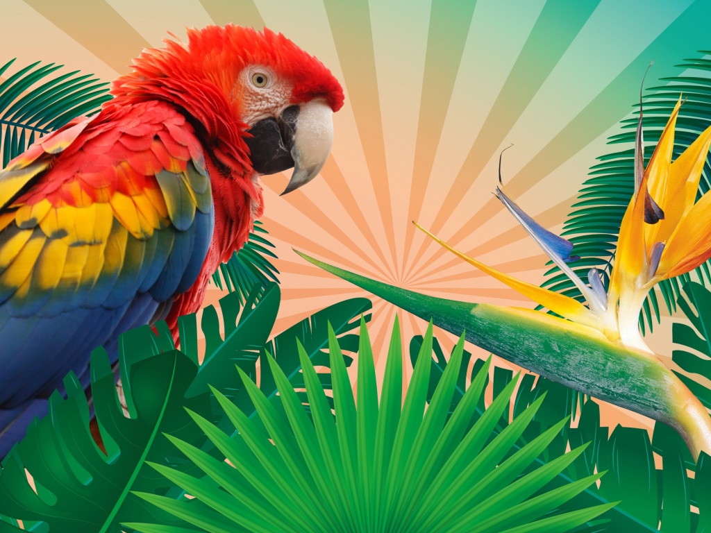 Parrot Macaw Illustration wallpaper 1024x768