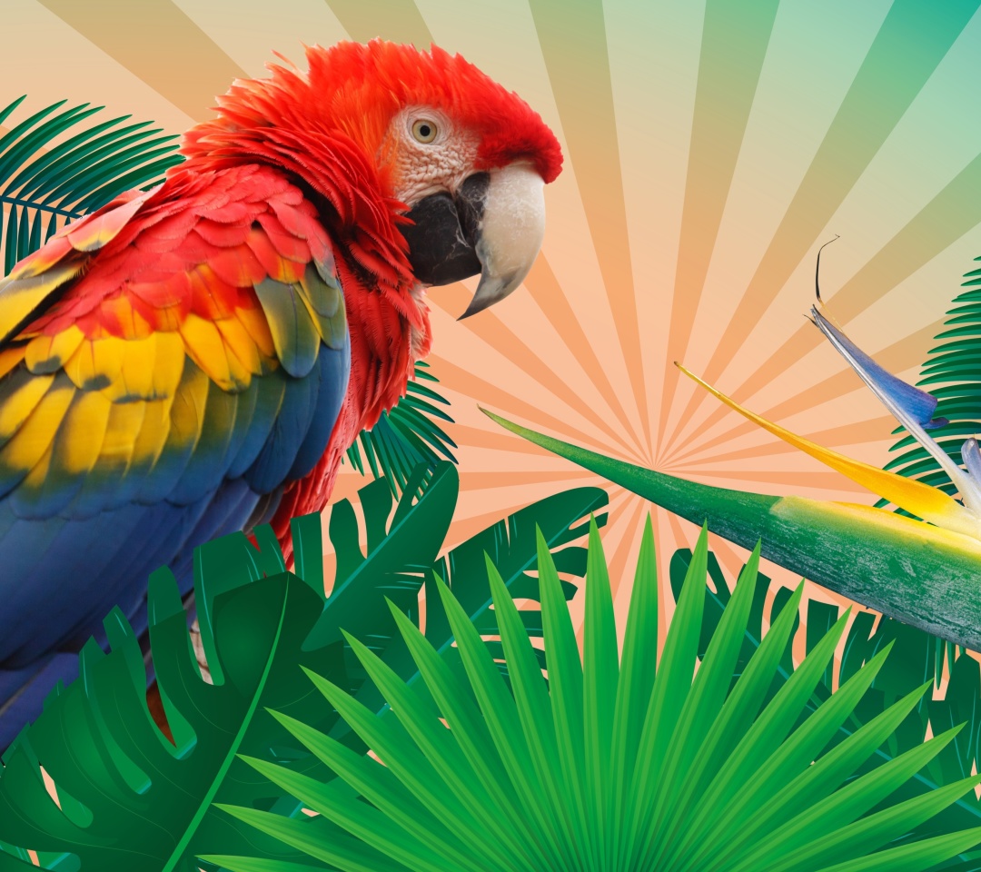 Fondo de pantalla Parrot Macaw Illustration 1080x960