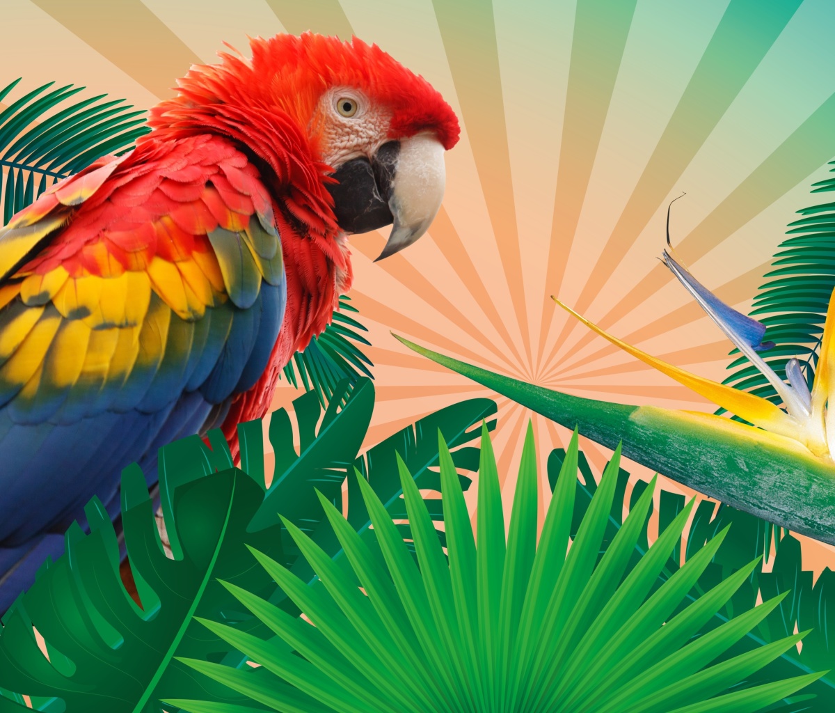 Fondo de pantalla Parrot Macaw Illustration 1200x1024