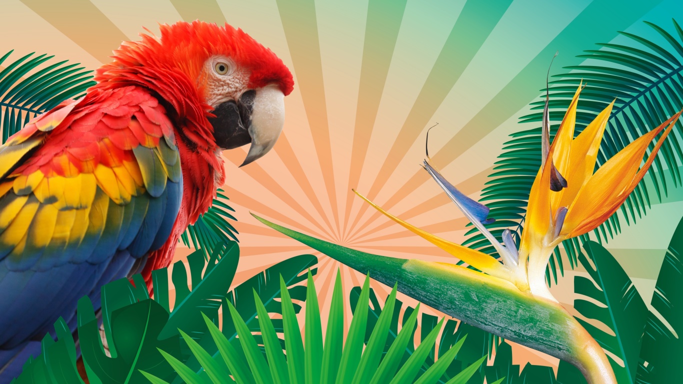 Parrot Macaw Illustration wallpaper 1366x768