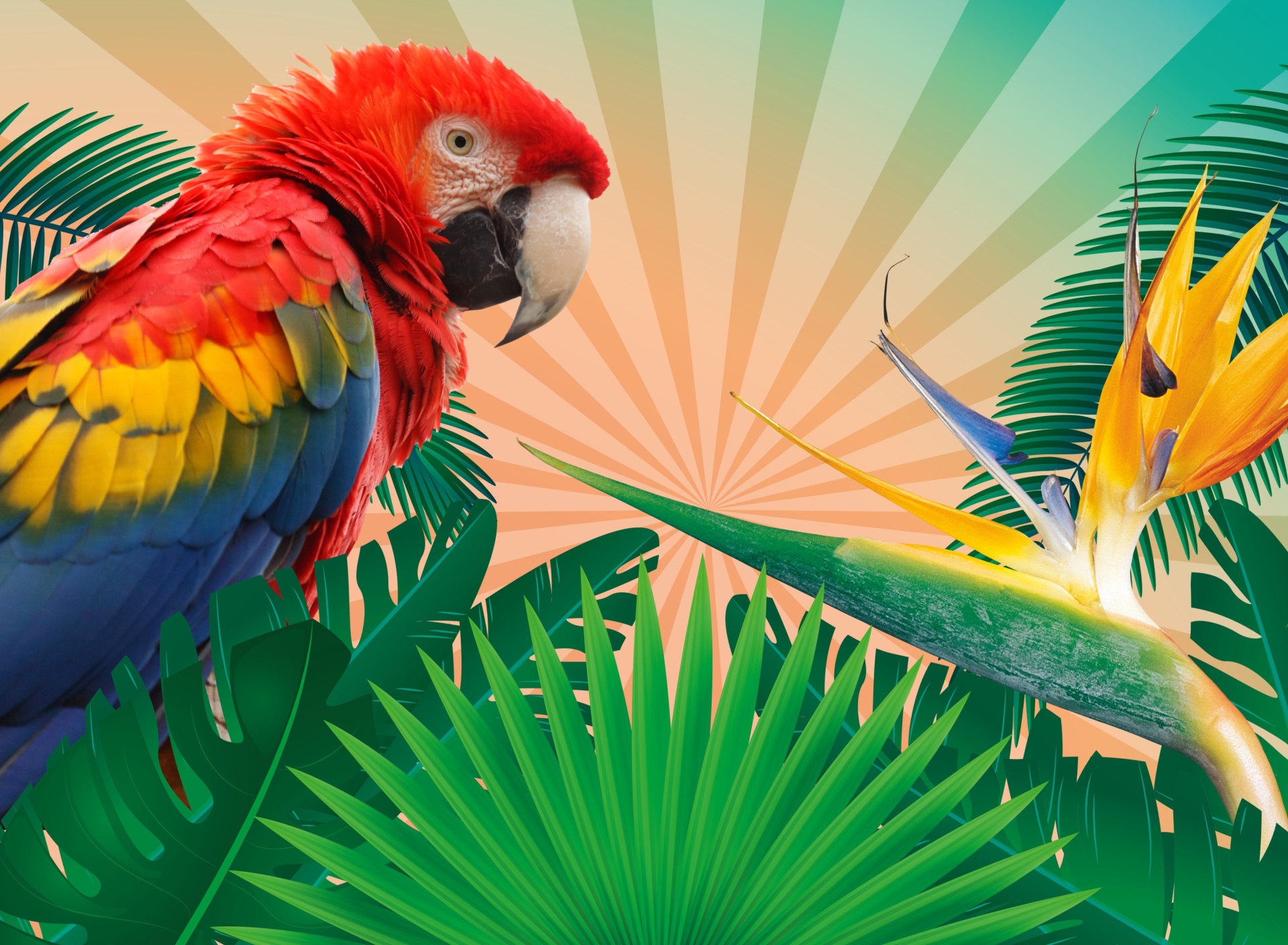 Обои Parrot Macaw Illustration 1920x1408