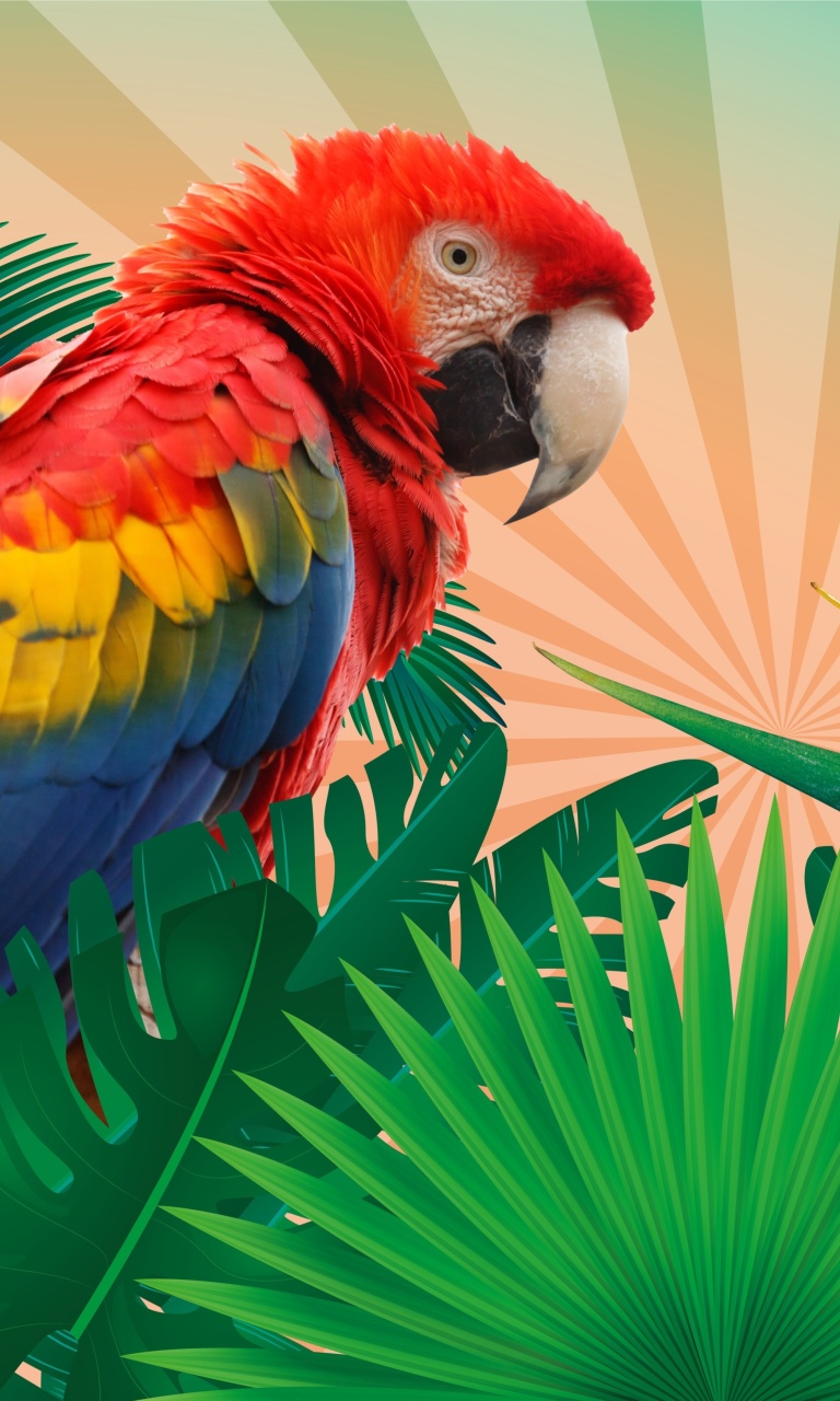 Обои Parrot Macaw Illustration 768x1280