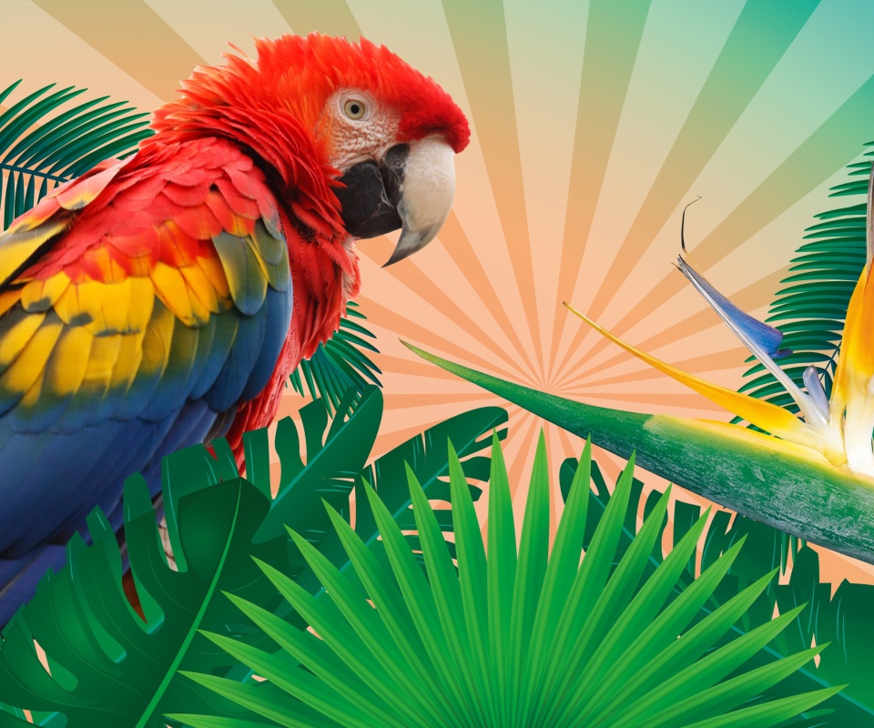 Обои Parrot Macaw Illustration 960x800