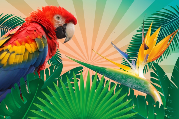 Parrot Macaw Illustration wallpaper