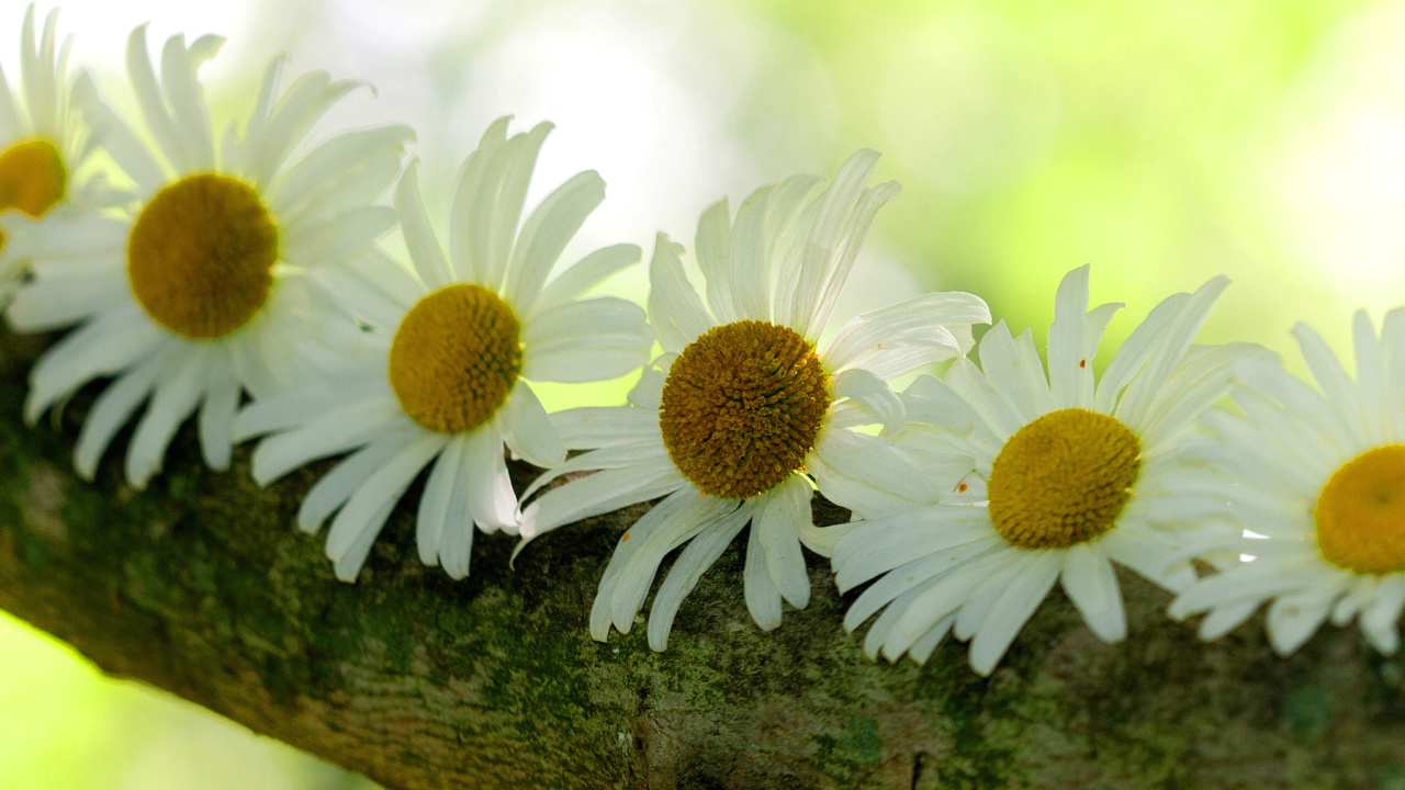 Обои Daisies 1280x720