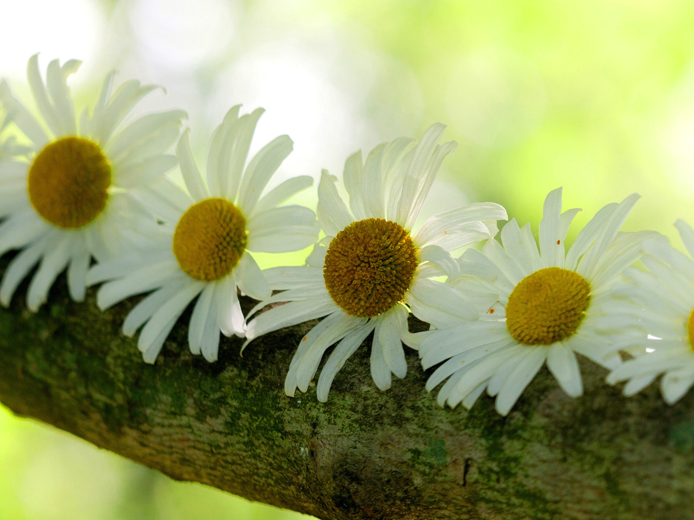 Daisies wallpaper 1400x1050