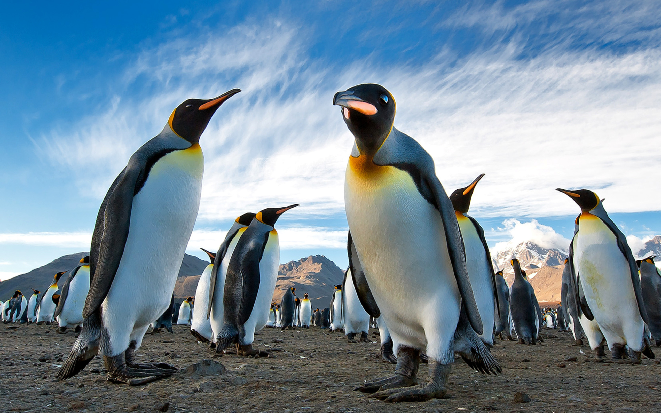 Sfondi Curious Penguin 2560x1600