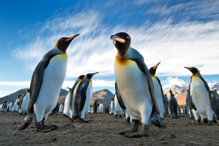 Curious Penguin Picture for Android, iPhone and iPad