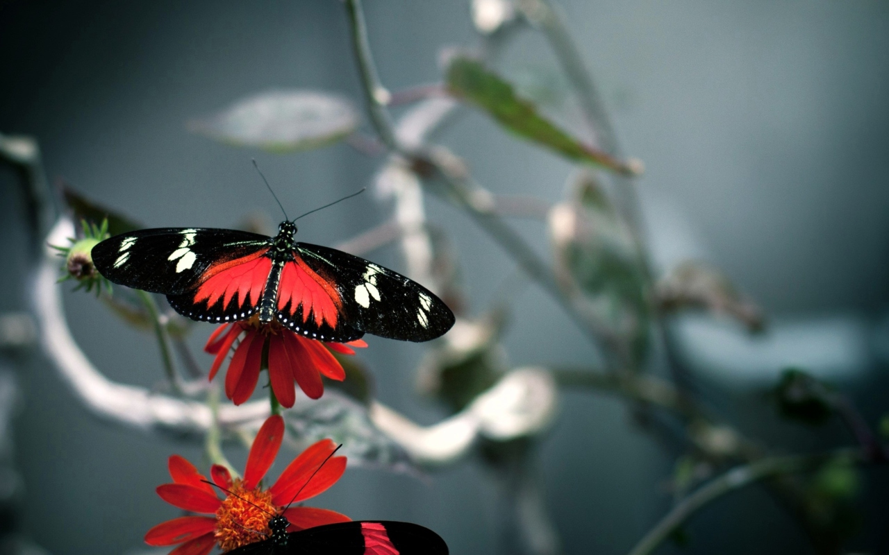 Fondo de pantalla Butterfly 1280x800